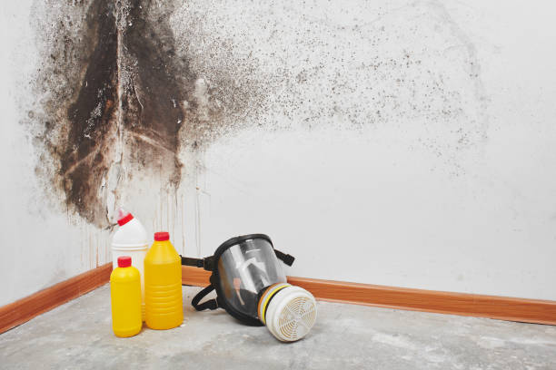 Best Affordable Mold Removal  in Garden View, PA