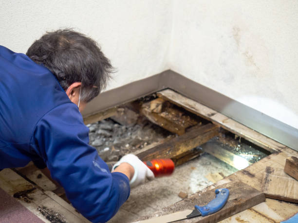 Best Black Mold Removal  in Garden View, PA