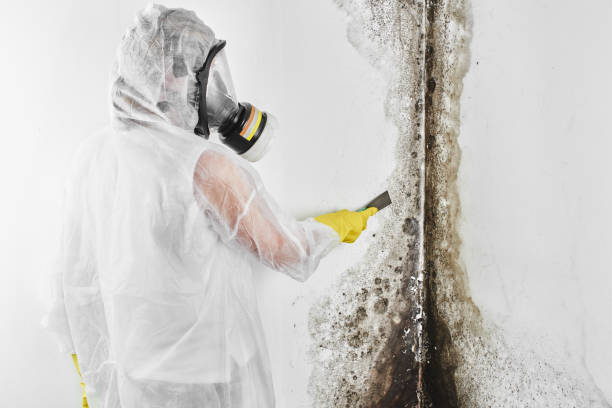 Best Office Mold Removal Services  in Garden View, PA
