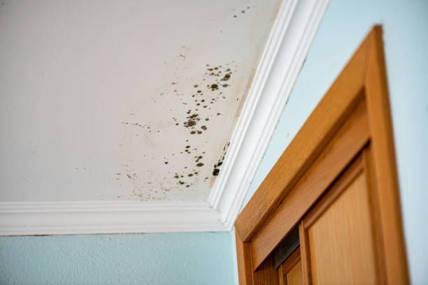 Best Mold Removal Near Me  in Garden View, PA