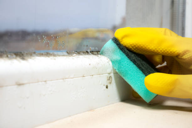 Best Local Mold Removal Service  in Garden View, PA